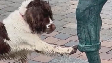 Clare pooch wants to play fetch with Harris statue