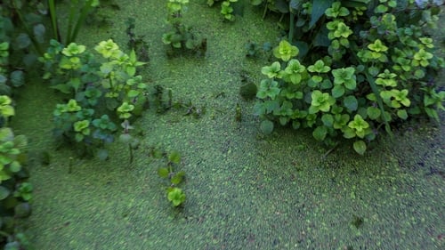 The algae that covered much of Lough Neagh also affected many other waterways across the island of Ireland last year (file image)