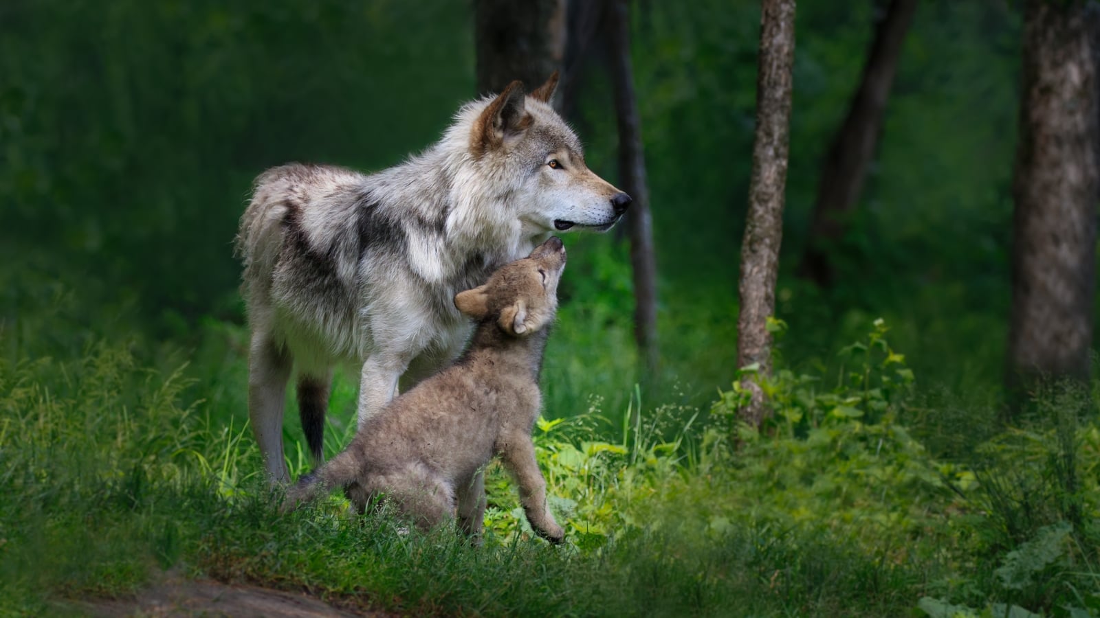 Why it's too soon to bring wolves back to Ireland