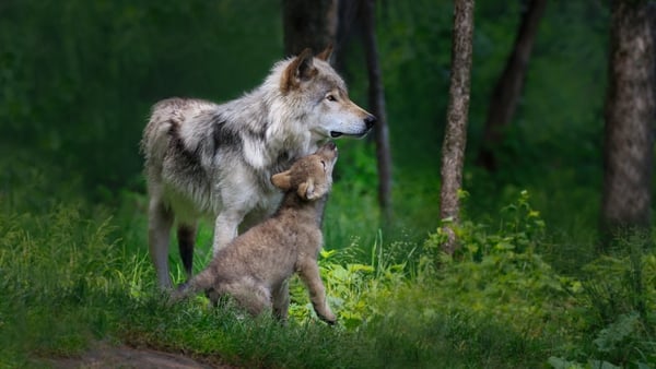 A Grey wolf mother with her young pup in Canada. Photo: Getty Images