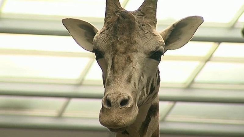 Dead Zoo Lab opens in Dublin