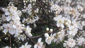 Naturefile  - Blackthorn Blossom