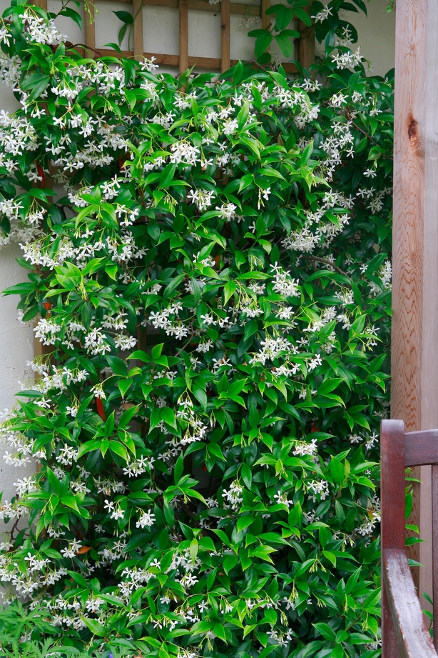 Star jasmine (Alamy/PA)