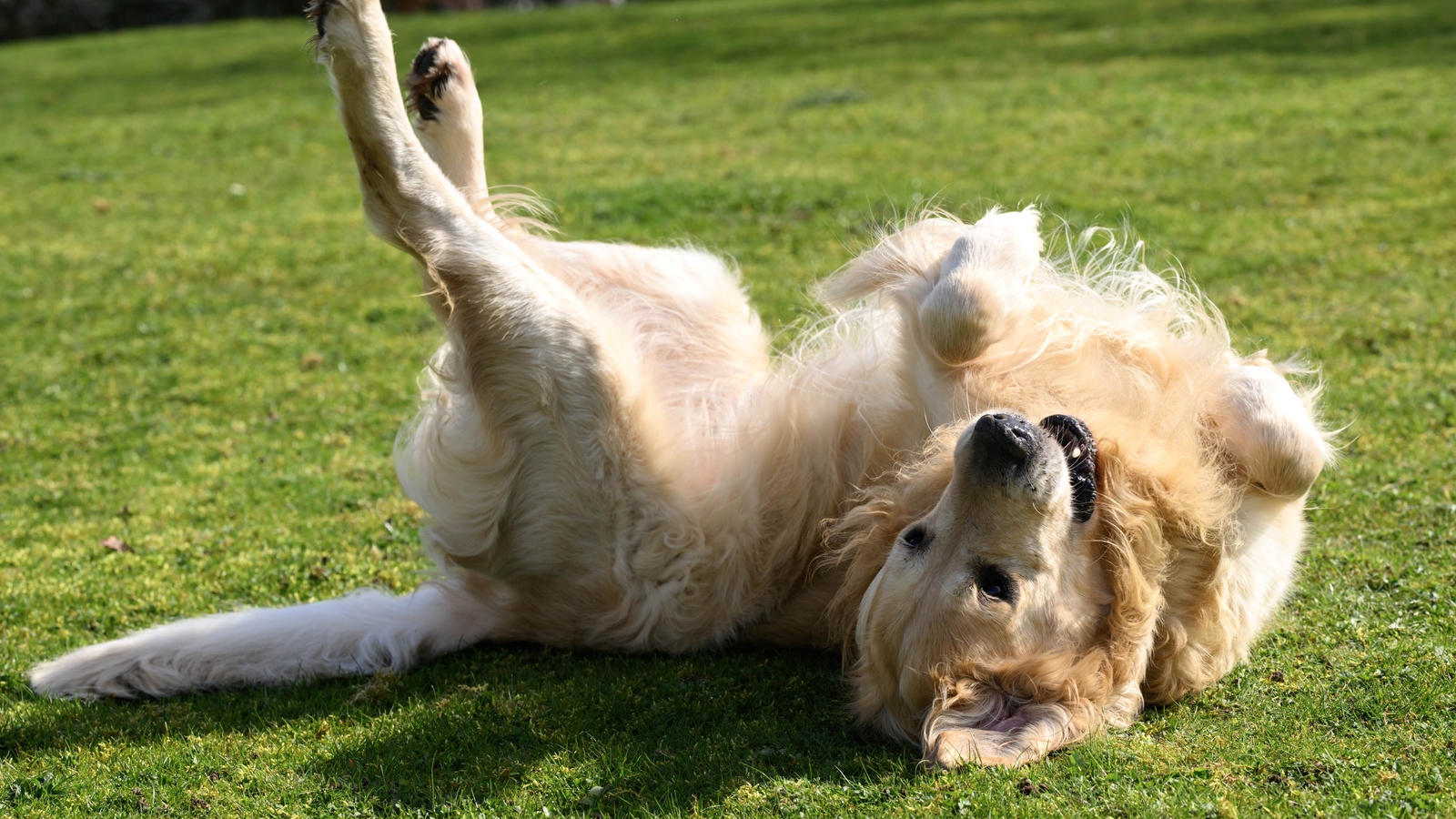 Dog who fathered over 300 pups for guide dogs retires