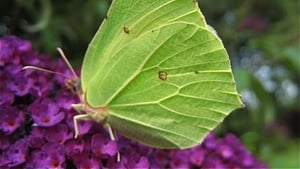 Naturefile - Brimstone Butterflies