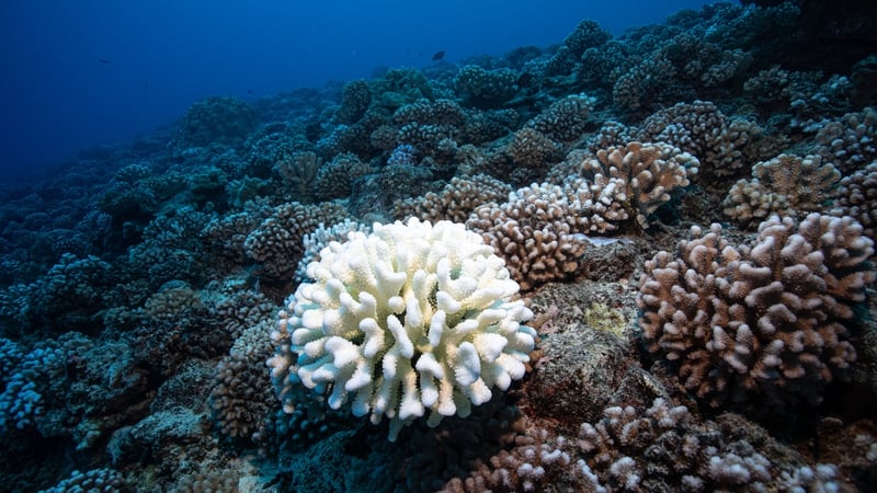 Coral reefs suffer fourth global bleaching event