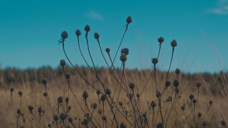 New Music Dublin: Composer Ann Cleare's Mesolithic Masterwork