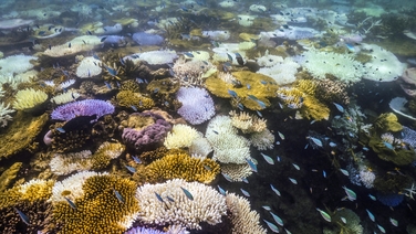 Coral bleaching afflicts most of Great Barrier Reef - report