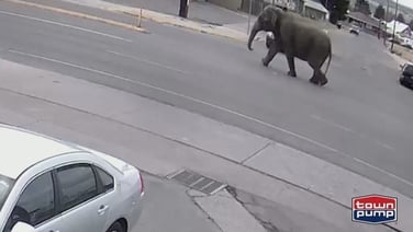 Elephant wanders Montana streets after circus escape