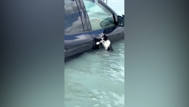 Cat rescued following severe storm in Dubai
