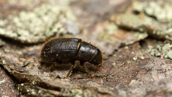 The beetle which is widespread in Scotland, the UK and across Europe, can damage and kill spruce trees but has never been detected in Ireland
