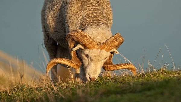 A solitary Merino ram is seen grazing in a paddock (stock image)