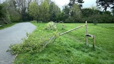 Residents 'shocked' as dozens of trees damaged in park