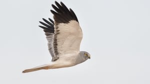 Naturefile - Hen Harrier