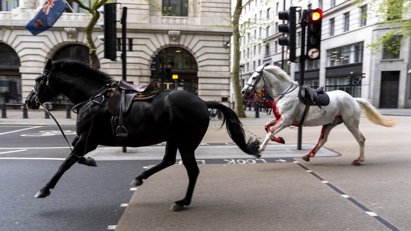 Runaway cavalry horses spooked by noise and bolted through London