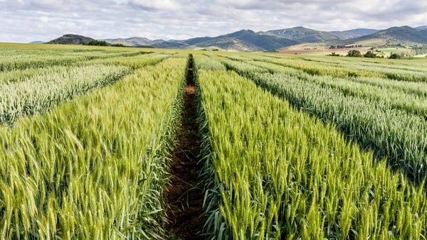 'The use of such crops could have major positive implications for sustainable agriculture and mitigating the effects of climate change.' Photo: Getty Images