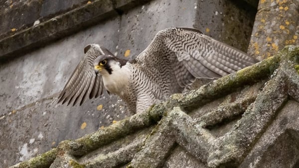A peregrine falcon perched on the Catholic church in Clonakilty, Co Cork