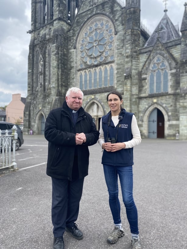 Ravens ringed and falcons found in Cork conservation work