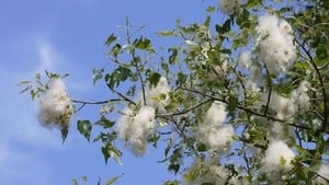 Naturefile - Black Poplar 