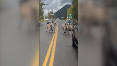 Escaped Zebras cause traffic standstill in Washington State