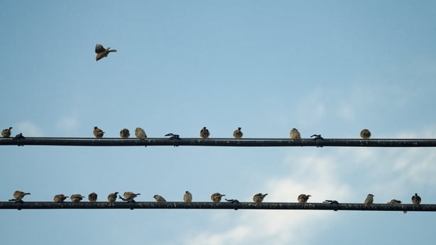 The birds starling perching on the wire of a power line 