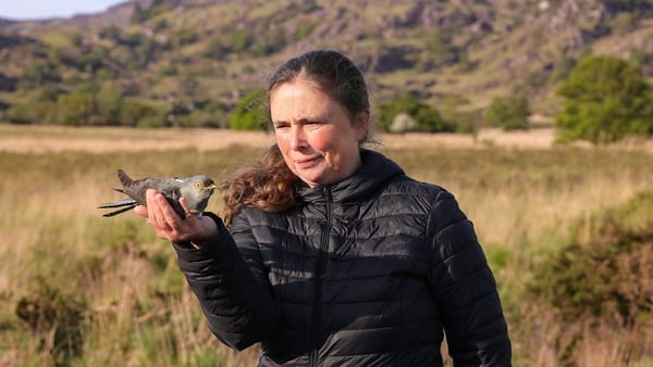 Mary Sheehan, NPWS district conservation officer holding one of the tagged cuckoos in Killarney National Park. Photo Credit: Valarie O'Sullivan