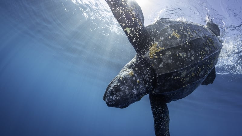 Irish photographer’s image featured on a US postage stamp to help sea turtles