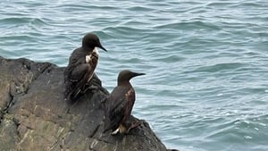 Oiled seabirds reported off Wicklow, Wexford coas…