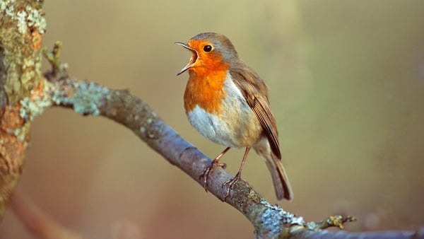 The dawn chorus acts as a barometer for the health of the environment (stock image)