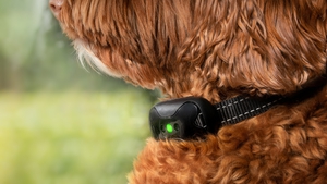 Electronic shock collar for dogs, cats to be banned