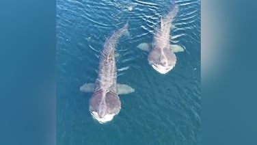 Take a minute to enjoy this stunning footage of basking sharks near the Co Mayo shore