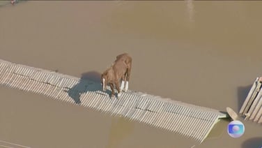 Horse stranded on rooftop in flooded Brazil