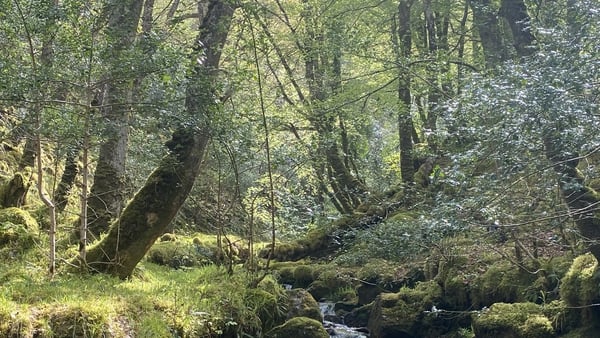 Glenveagh was covered by native woodland until the middle of last century