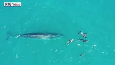 A whale makes a comeback off the coast of Argentina 100 years after vanishing