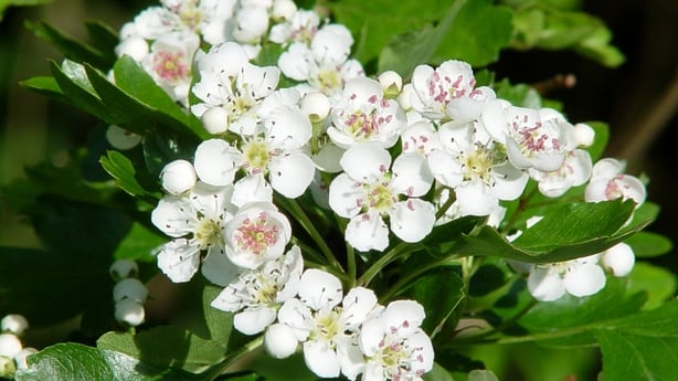 Hawthorn Crataegus monogyna in bloom