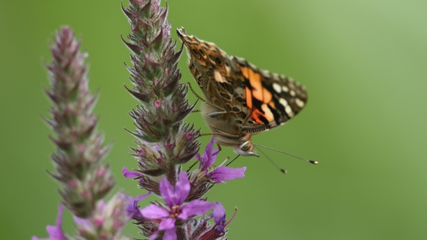 A beautiful Painted Lady Butterfly, Vanessa cardui, nectaring on Purple-loosestrife.