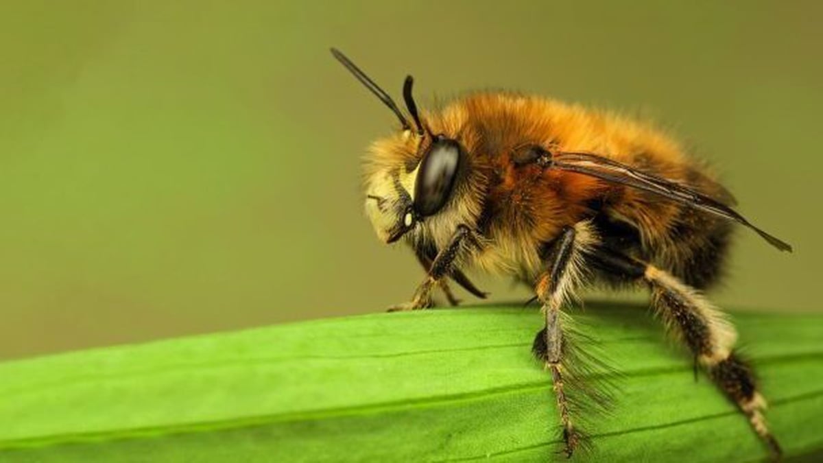 Naturefile - Solitary Bees | Daybreak with Evonne Ferguson - RTÉ lyric fm