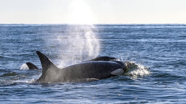 Endangered orcas are part of the dolphin family