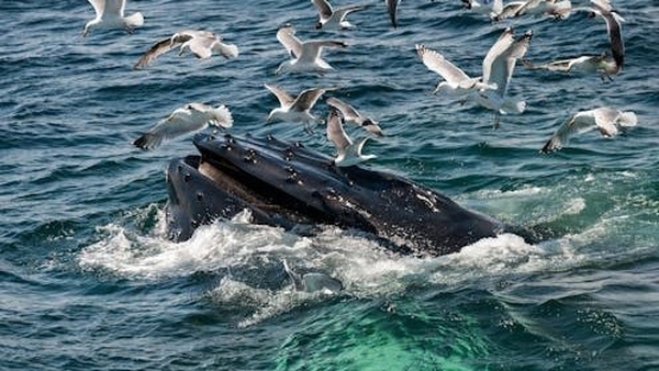 How's the going, lads? A humpback whale surfaces for a chat. Photo: Jay Ondreicka/Shutterstock