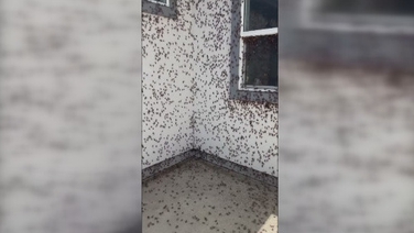 Swarm of crickets blanket entire house in Nevada