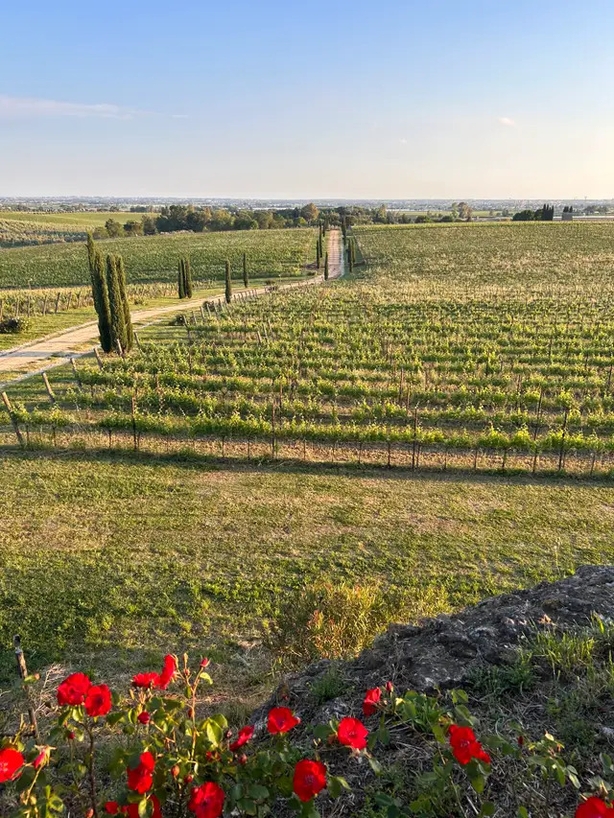 With the right temperatures and fertile soil, the Castelli Romani is a winemaker's dream (Sophie Goodall/PA)