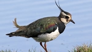 Feather and Flock Pt 3 - Lapwing