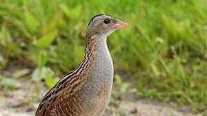 Naturefile - The Corncrake