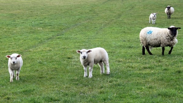 The study focused on small cattle or sheep farms (file image)