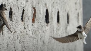 Sand Martin nesting bank