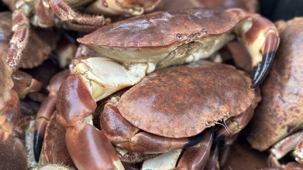 A severe fall in demand for Irish brown crab in France, Spain and Portugal has resulted in a 40% reduction in income for Irish crab fishers