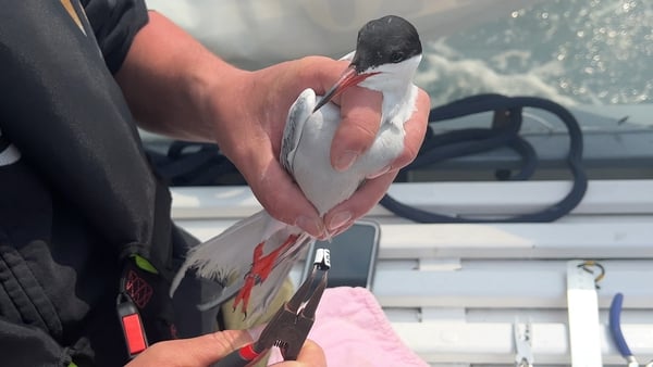 A Common Tern is ringed at Dublin Port, where the colony is 