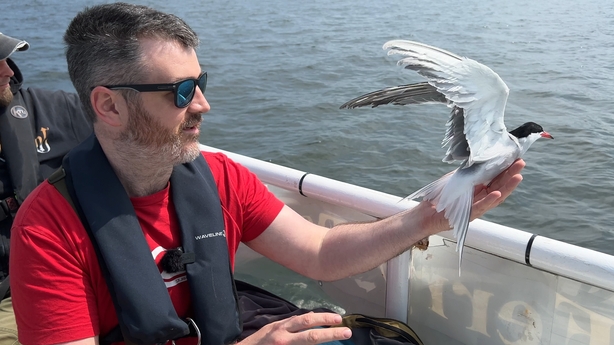 Tern for the better, as seabirds 'thrive' in Dublin Port