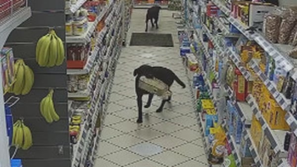 A pair of Labradors engaged in some 'light shoplifting' in a rural shop in England