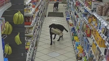 CCTV shows pair of Labradors engaging in spot of ‘light shoplifting’